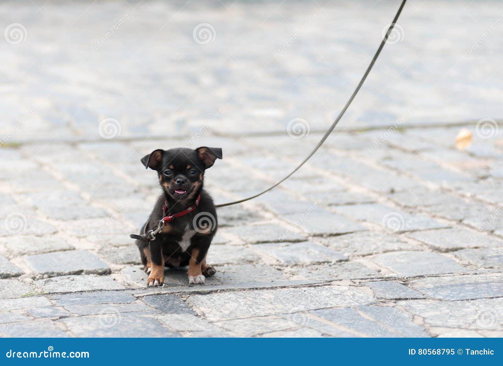 Puppy dog on a leash stock image. Image of outside, leash 80568795