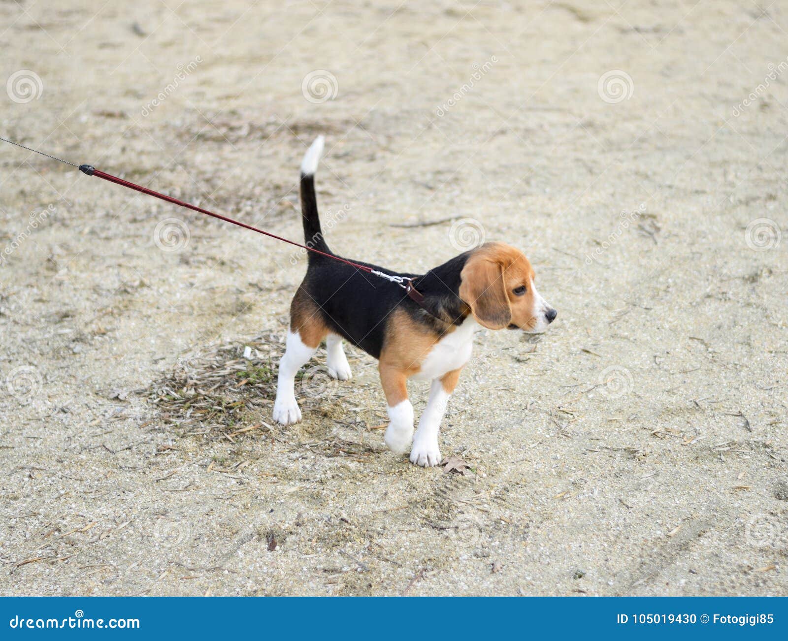Puppy Dog on a Leash. Dog Walking on a Leash. Stock Photo Image of look, hunting 105019430