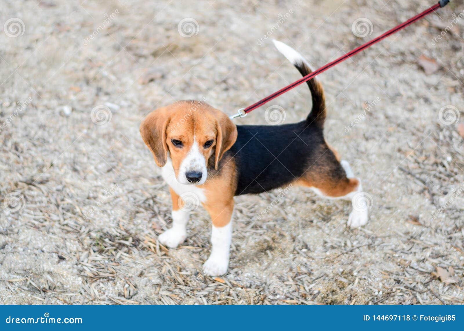 Puppy Dog on a Leash. Dog Walking on a Stock Photo Image of beagle