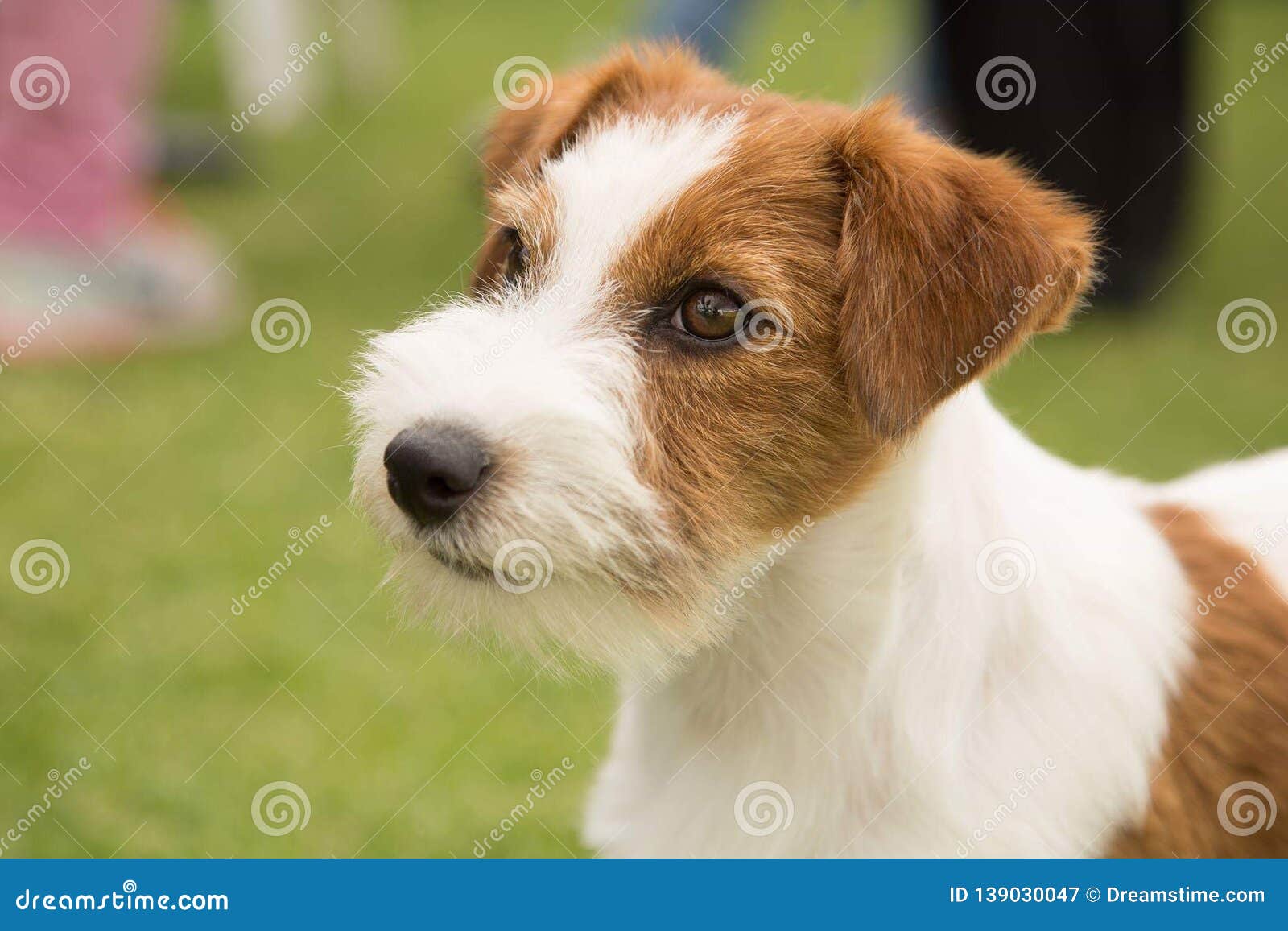 puppy dog love terrier sweet pet