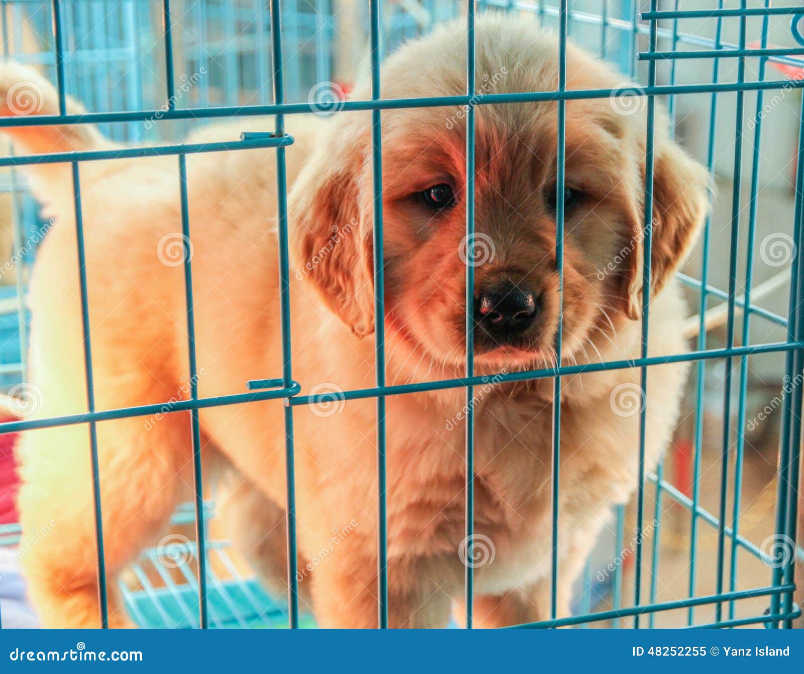 Puppy in the dog pound stock image 