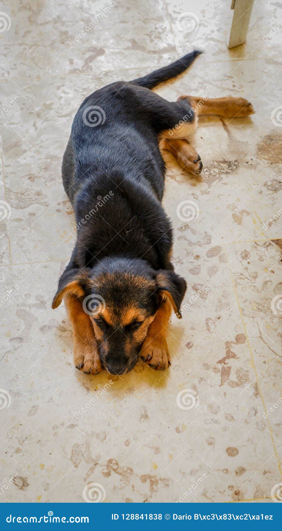 puppy dog resting after playing