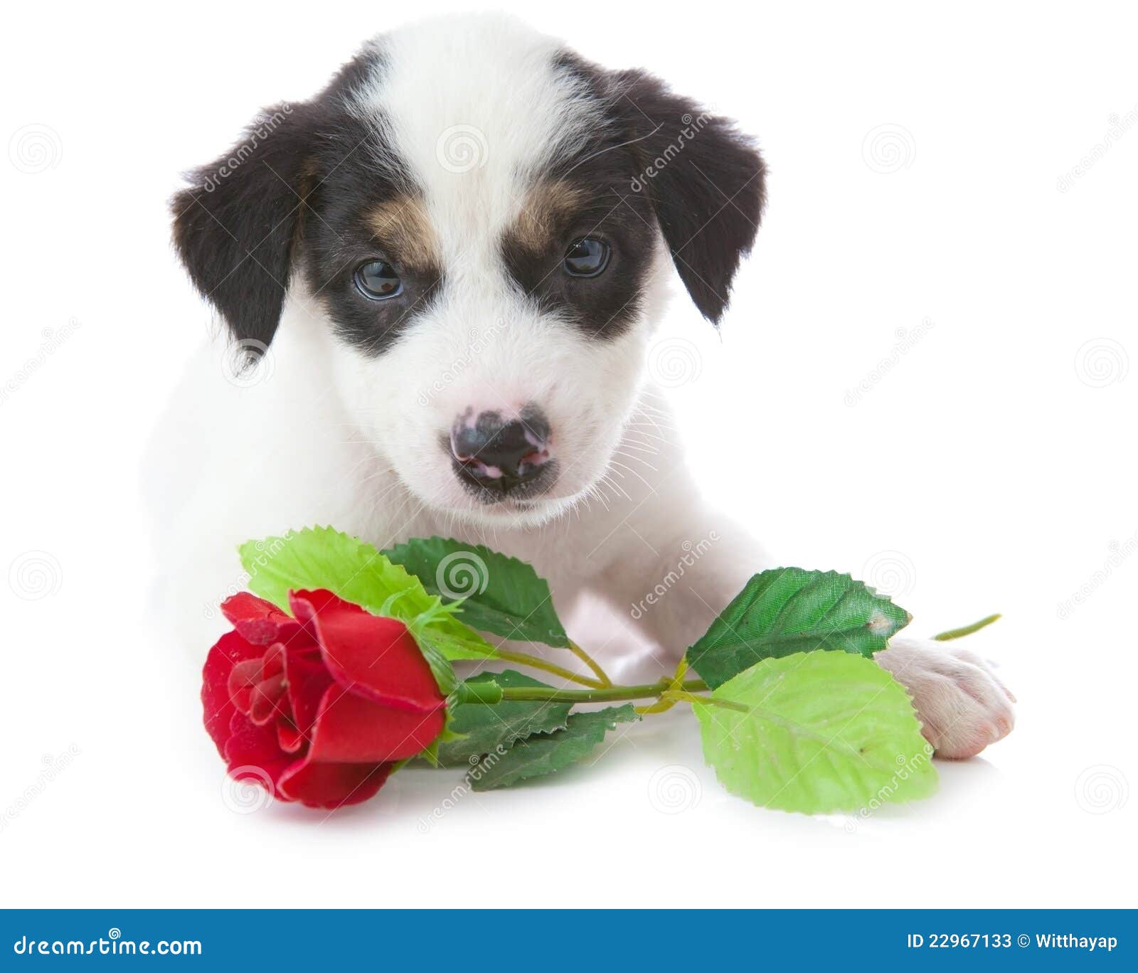 Puppy Dog With Rose Stock Photos - Image: 22967133