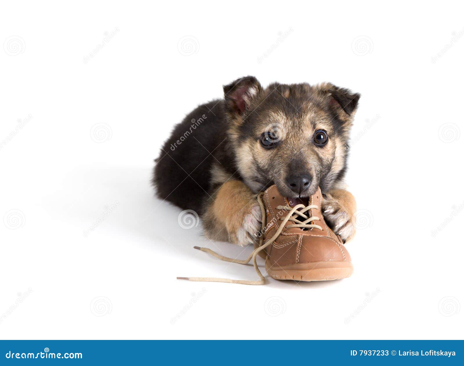 Puppy dog with shoes stock image. Image of lying, little 7937233