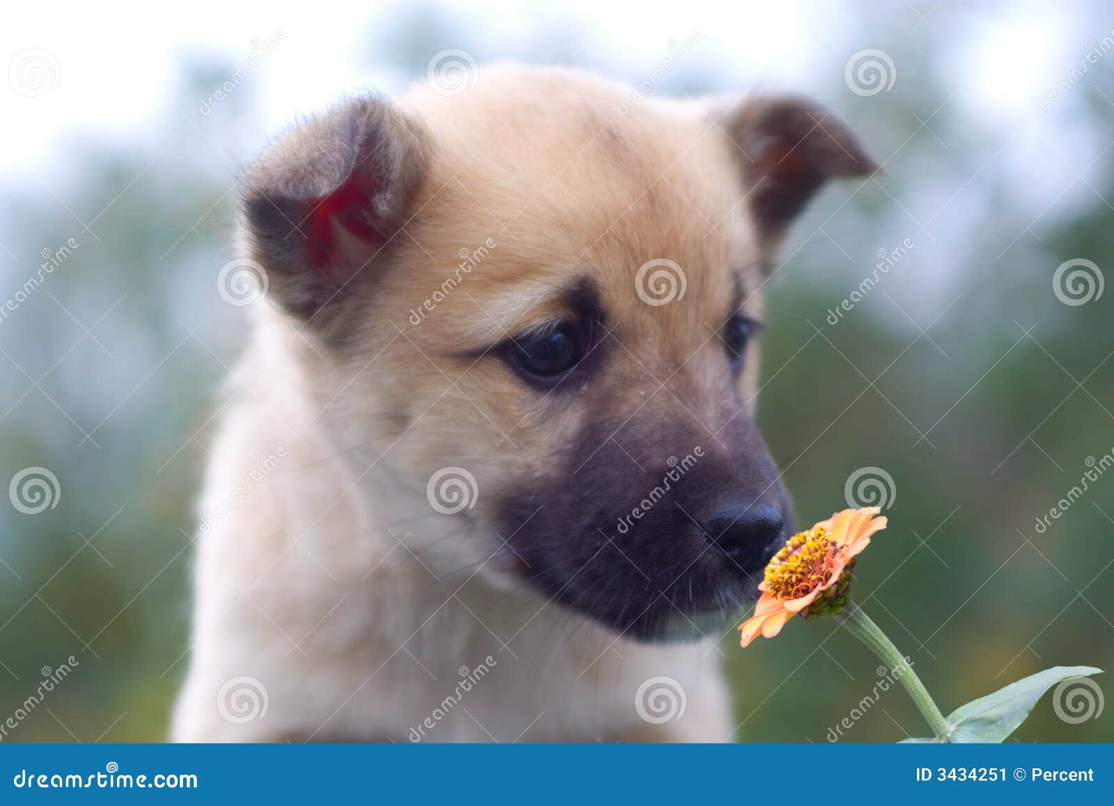 Puppy Dog Smelling Flower 1 Stock Image Image of immature, animals