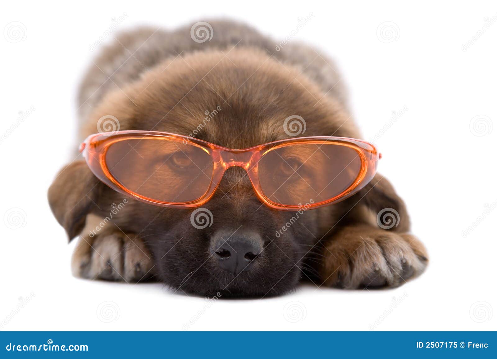 Puppy Dog With Sunglasses Royalty Free Stock Photo - Image: 2507175