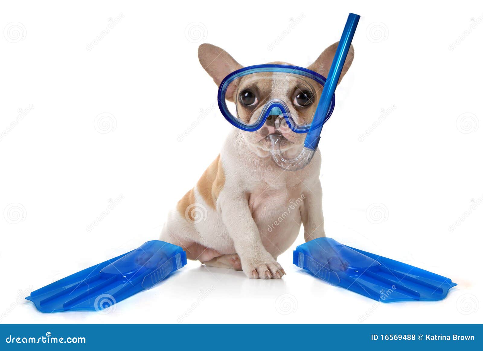 clipart dog swimming - photo #7