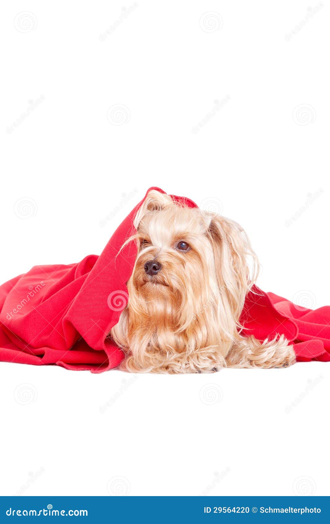 Puppy dog under a blanket stock photo. Image of hidden 29564220