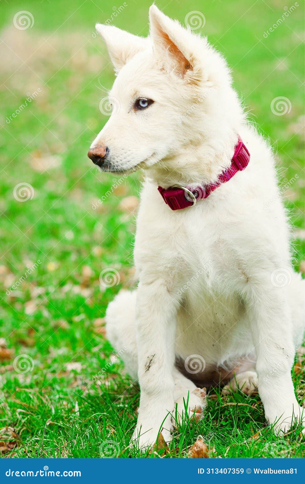 puppy dog white fur blue eye fucsia collar