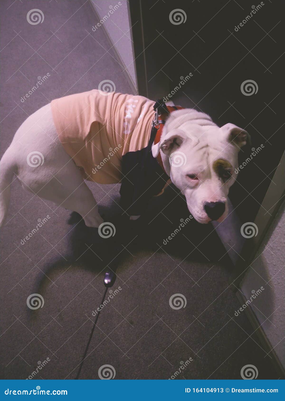 Puppy Dressed for Bathroom Break Outside Stock Image Image of puppy