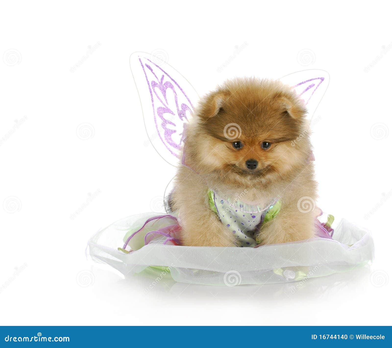 Puppy Dressed Up As an Angel Stock Photo - Image of obedient, litte