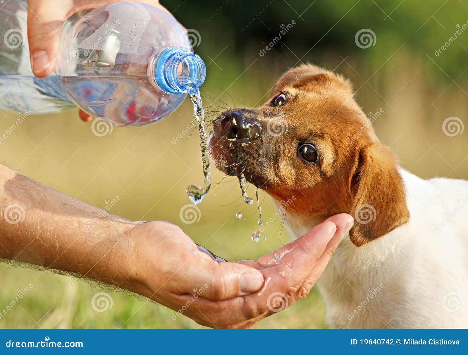 4,224 Funny Animal Drinking Stock Photos - Free & Royalty-Free Stock Photos  from Dreamstime