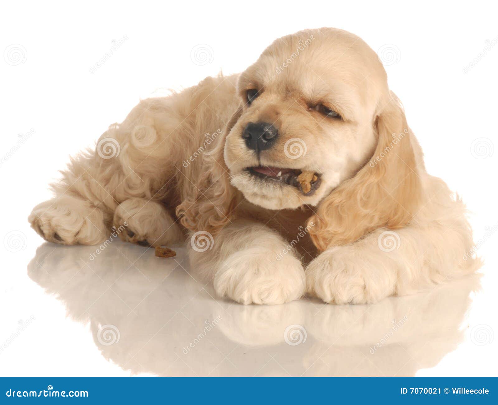 puppy eating dog food