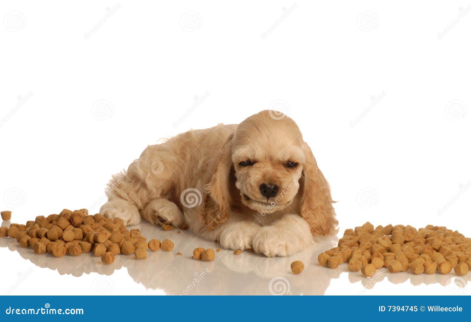 Puppy eating dog food stock image. Image of food, isolated 7394745