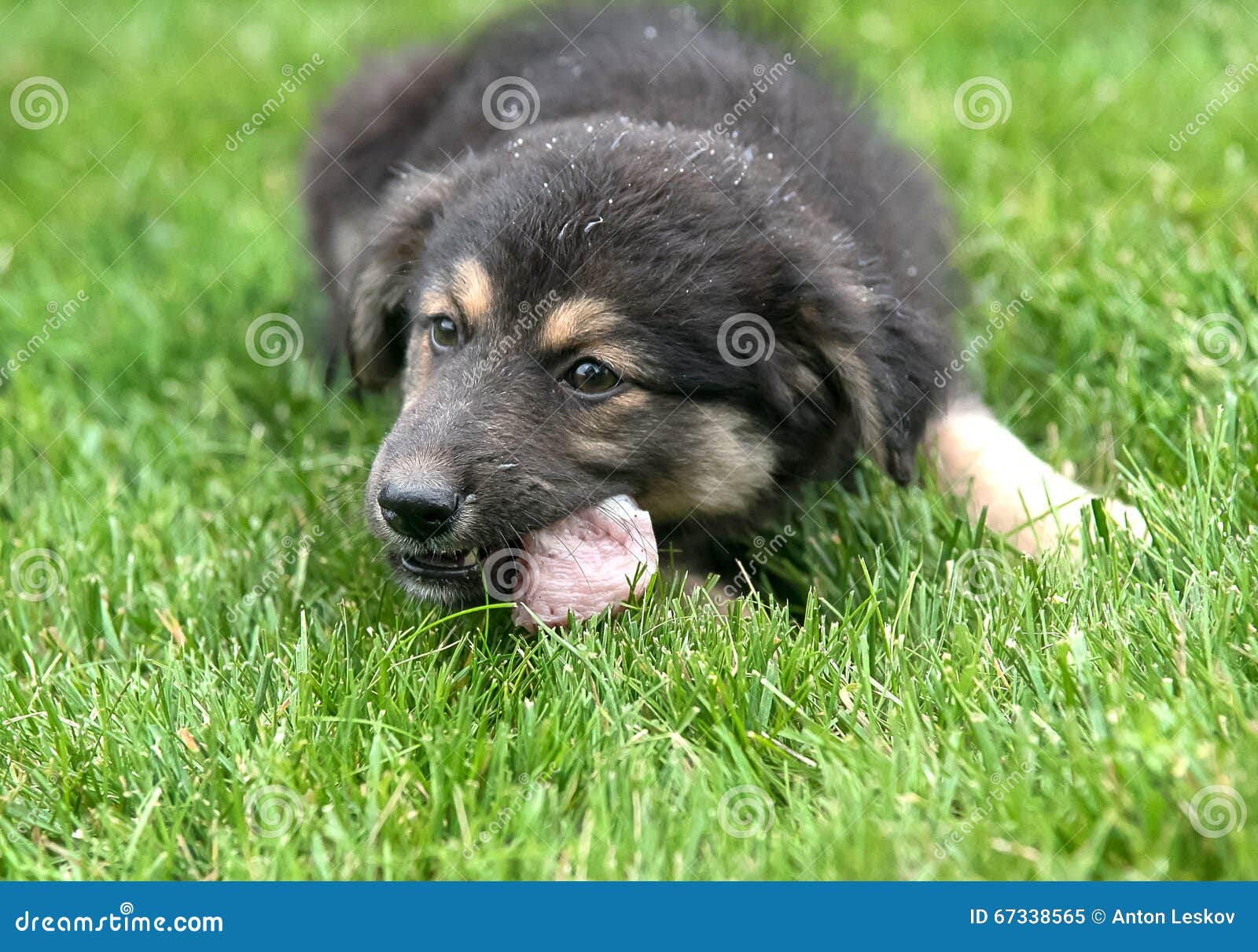Puppy eating on the lawn stock image. Image of field 67338565
