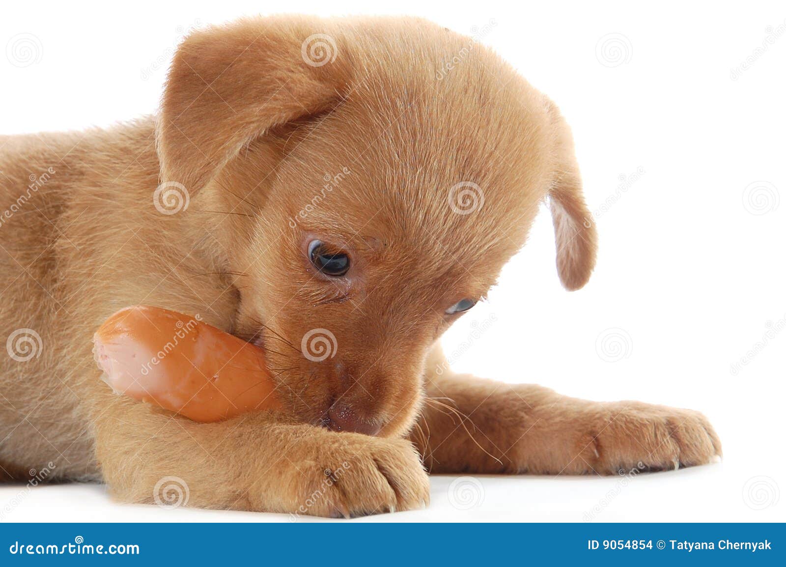 Puppy eating a sausage stock photo. Image of hair, front 9054854