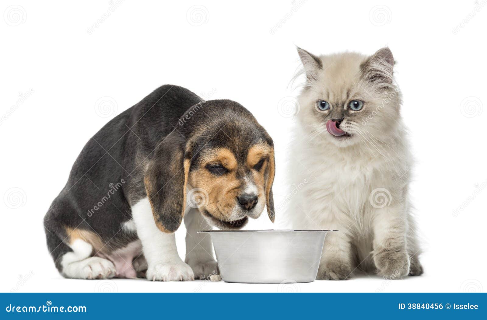 Puppy en katjeszitting voor een hondkom, op wit wordt geïsoleerd dat