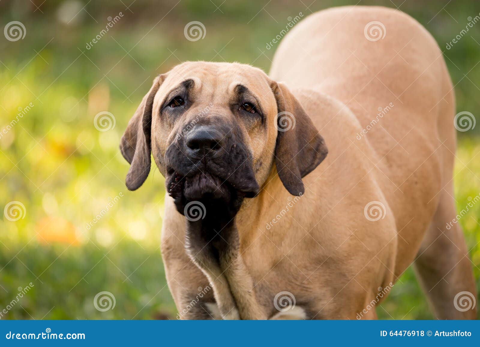 Puppy of Fila Brasileiro (Brazilian Mastiff) Stock Photo - Image of large,  breed: 64476918