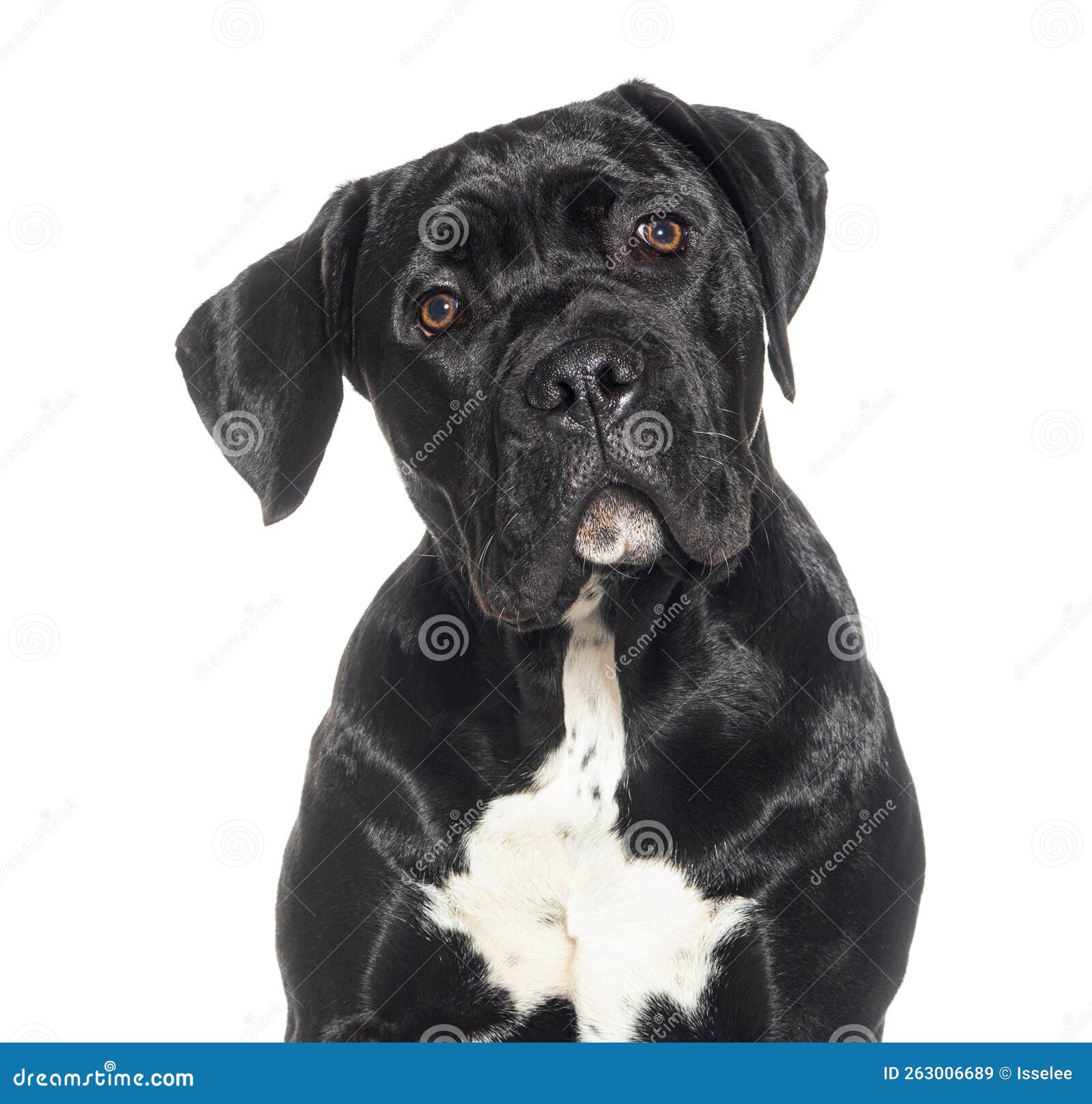 Puppy, Five Months Old, Cane Corso, Isolated on White Stock Image