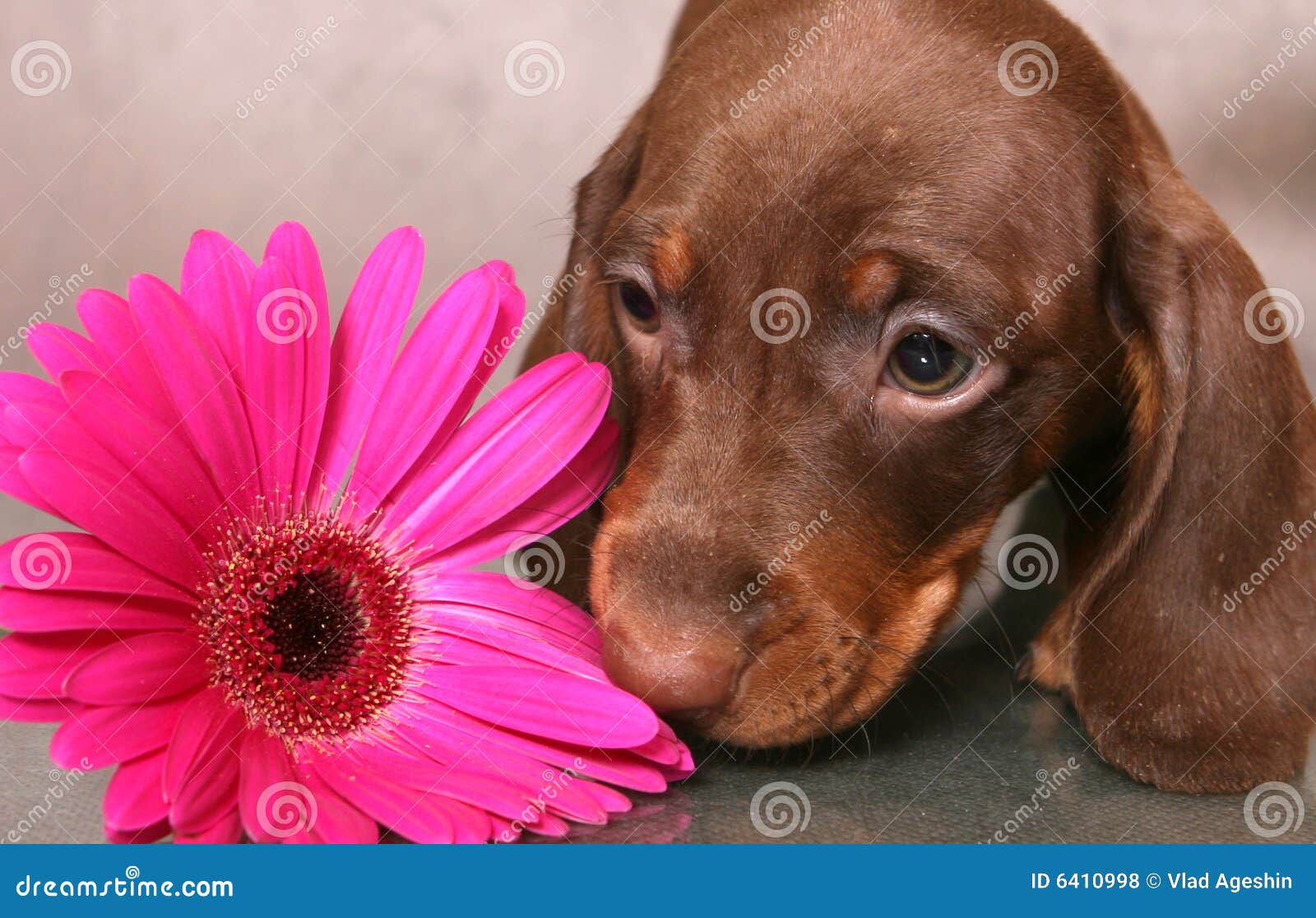 Puppy with flower stock photo. Image of cute, friendship 6410998