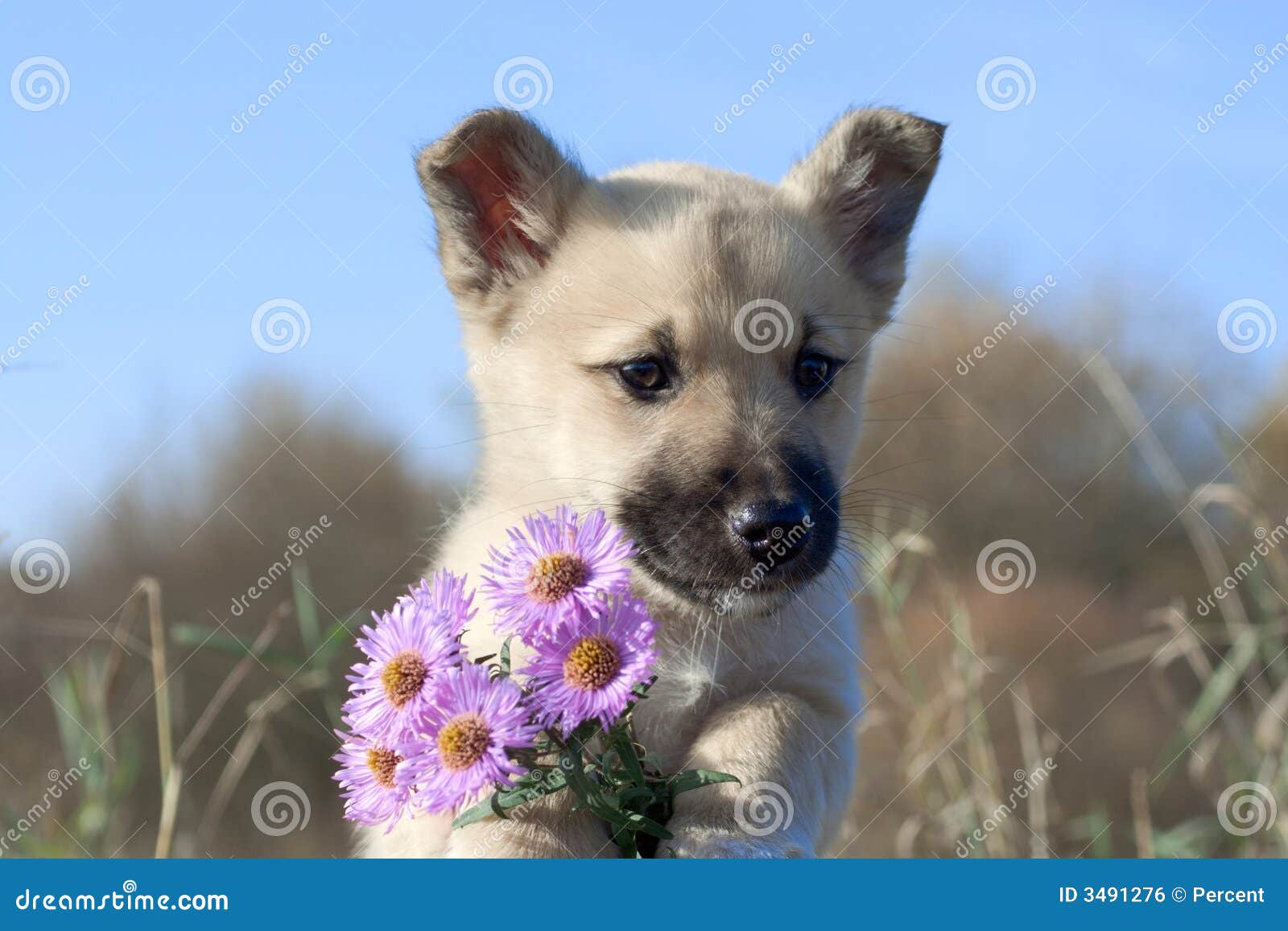 Puppy with flowers stock photo. Image of mammal, humor 3491276