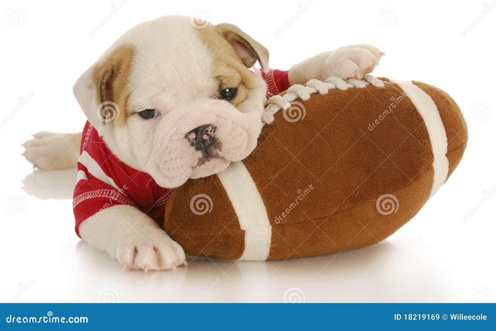 Puppy with football stock image. Image of puppy, face 18219169