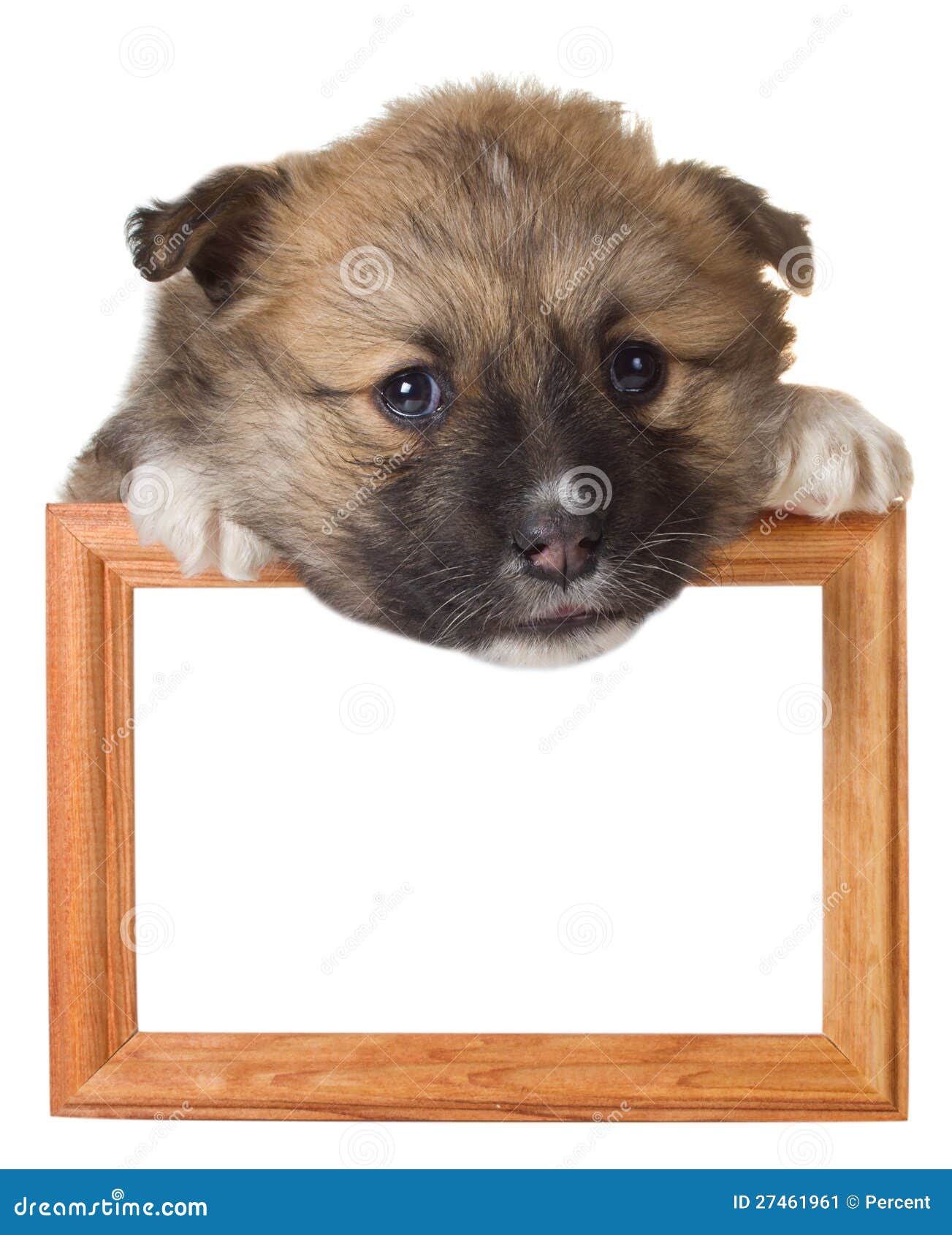 Puppy with frame stock image. Image of curiosity, beauty 27461961