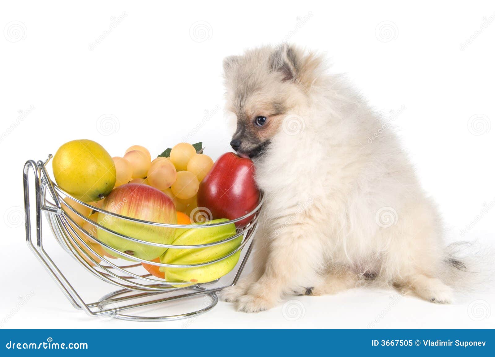 2,076 Fruit Puppy Photos Free & RoyaltyFree Stock Photos from Dreamstime