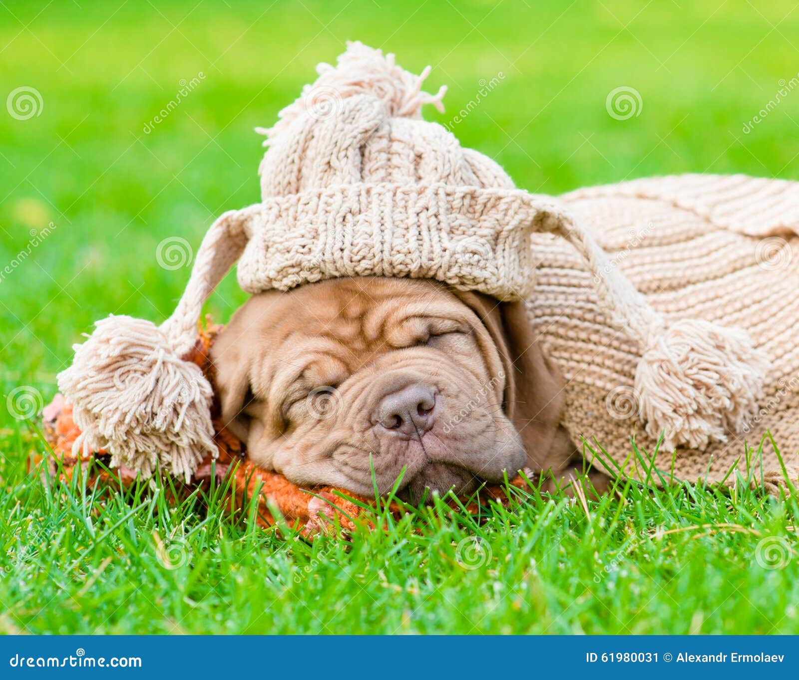 Puppy with Funny Hat Sleeping on the Grass Stock Image Image of french, meadow 61980031