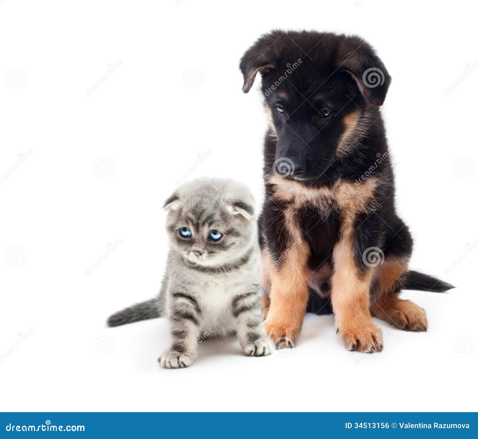 german shepherd puppy and cat