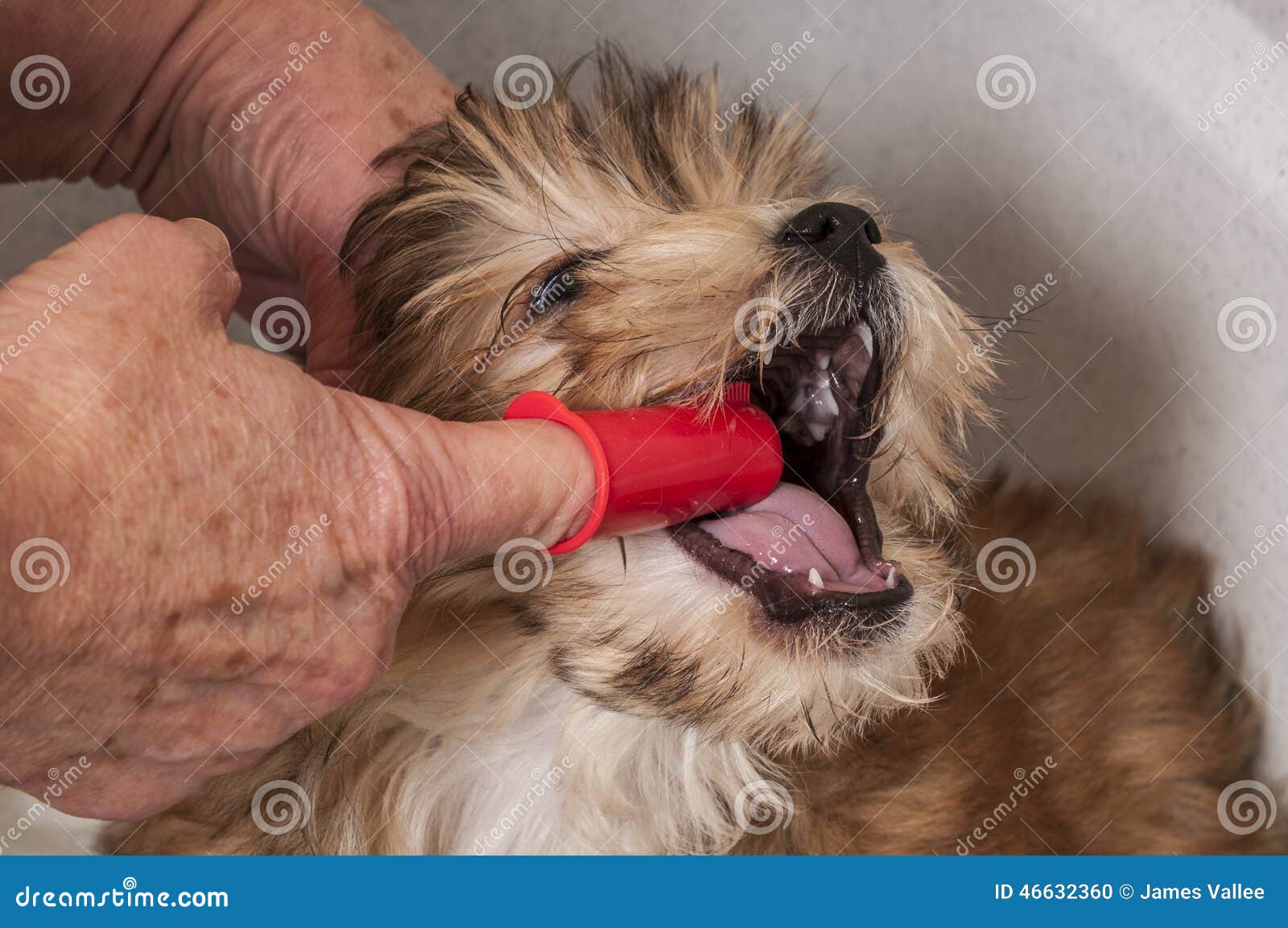 Puppy Getting His Teeth Brushed Stock Photo Image of veterinarian