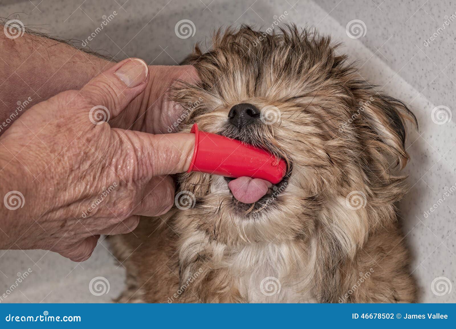 Puppy Getting His Teeth Brushed Stock Photo Image of morkie, animal 46678502