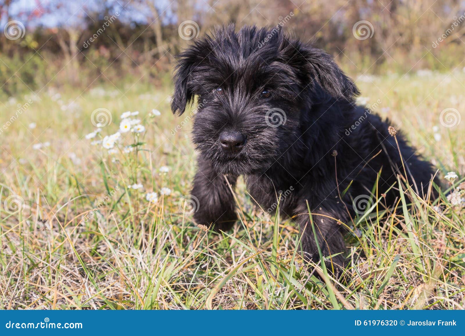 The Puppy of Giant Black Schnauzer Dog is Jumping Stock Photo - Image ...