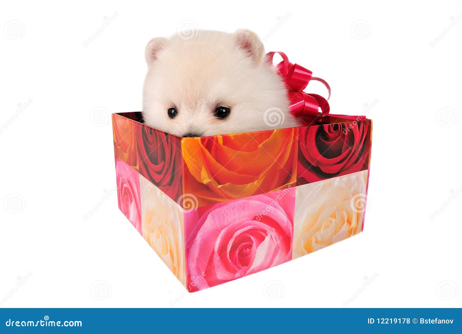 Puppy in gift box stock photo. Image of animal, puppy