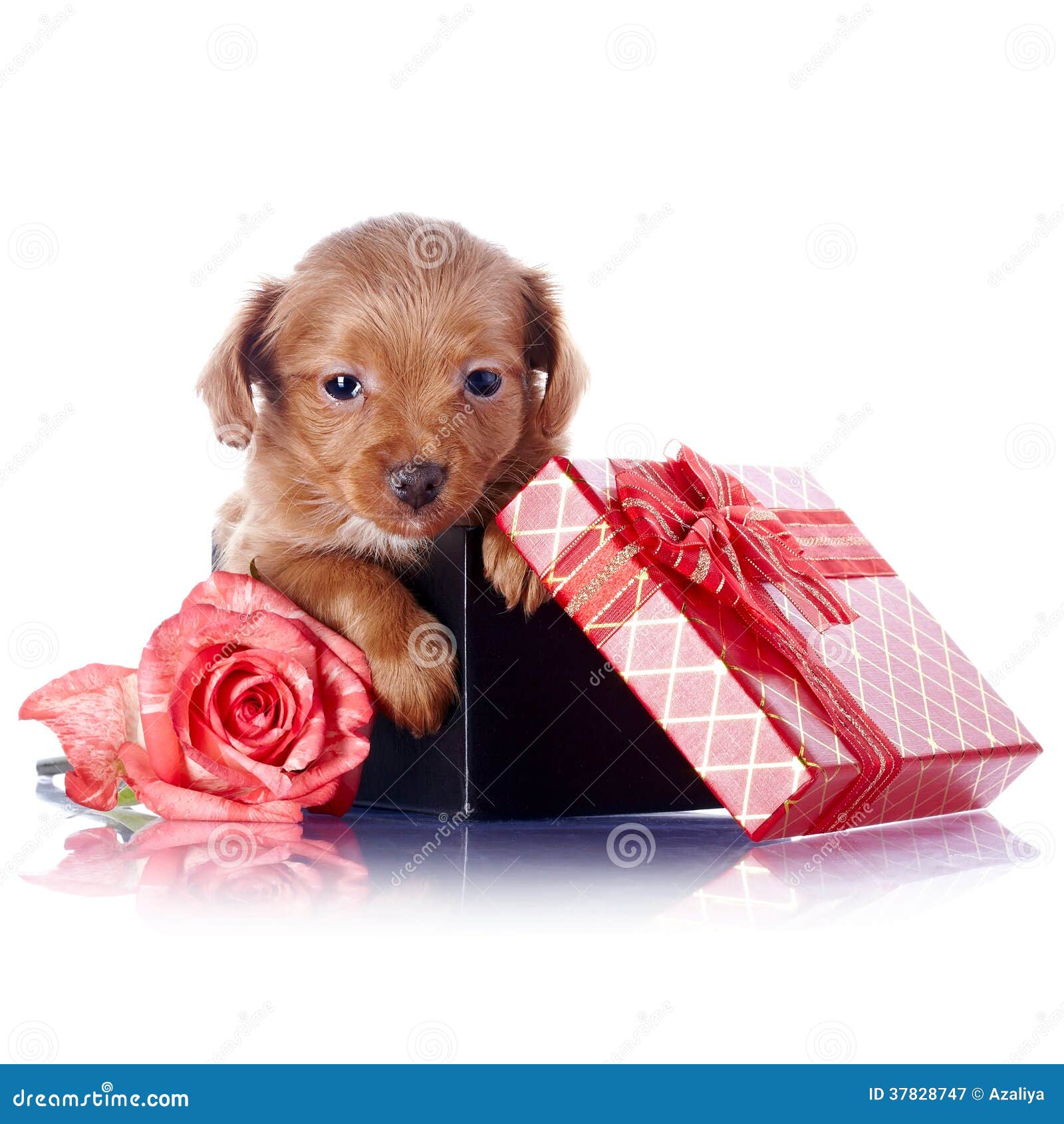 Puppy in a Gift Box with a Bow and a Rose Stock Image - Image of pedigree,  gift: 37828747