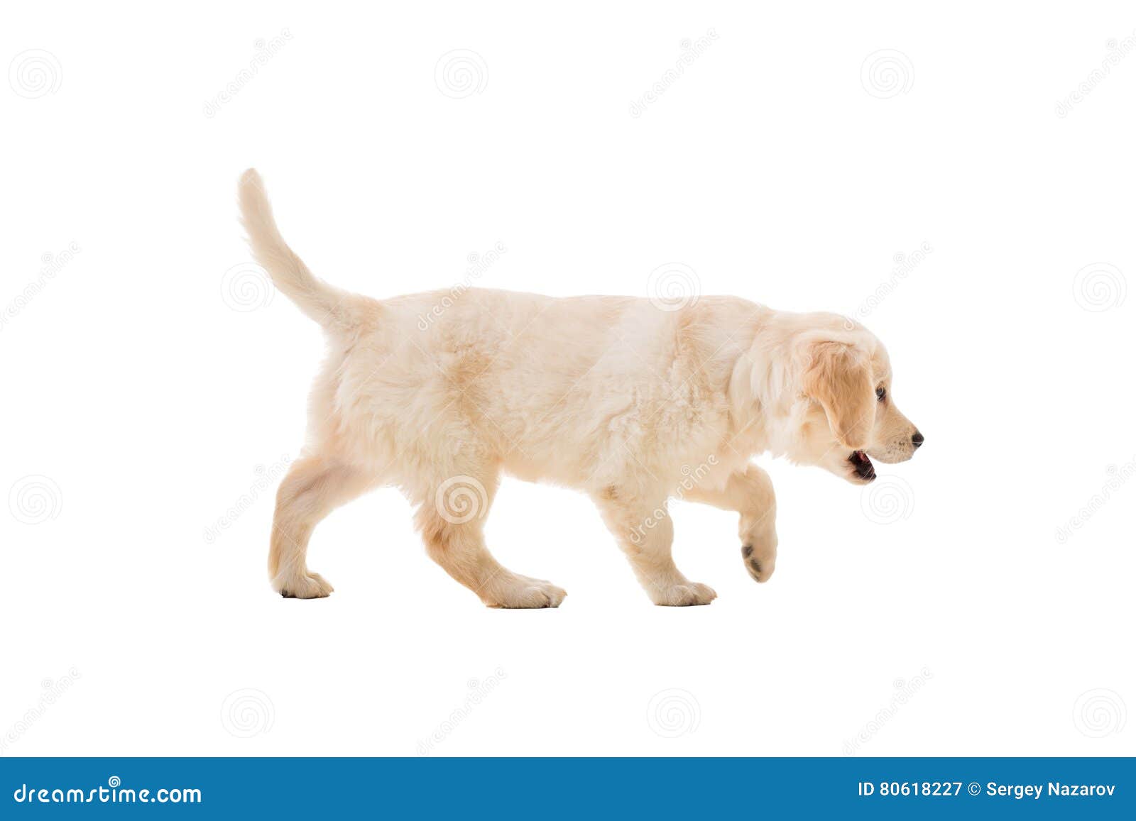 Puppy Golden Retriever On A White Background Stock Image Image Of Animal Lays 80618227