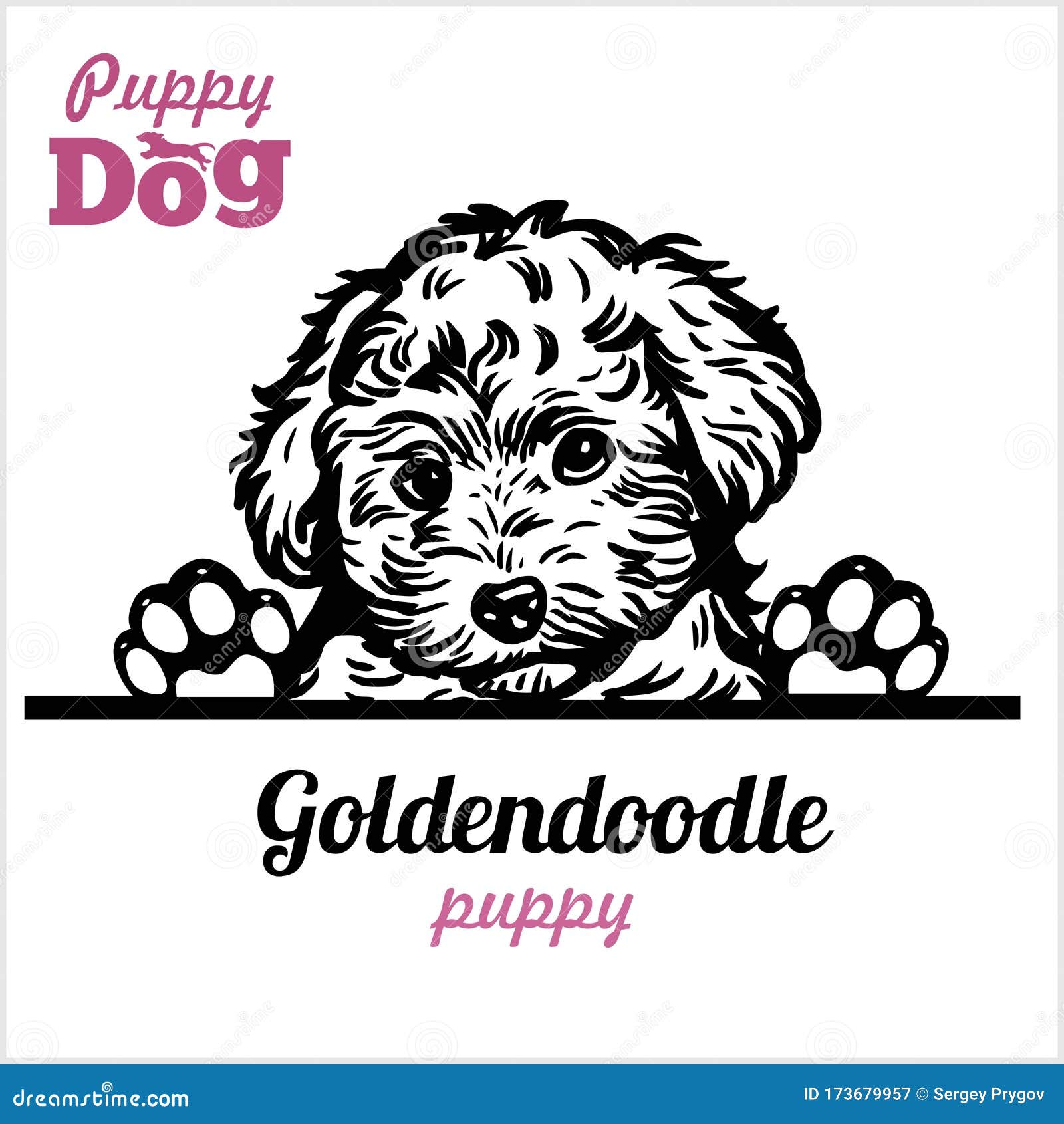 Goldendoodle Color Chart