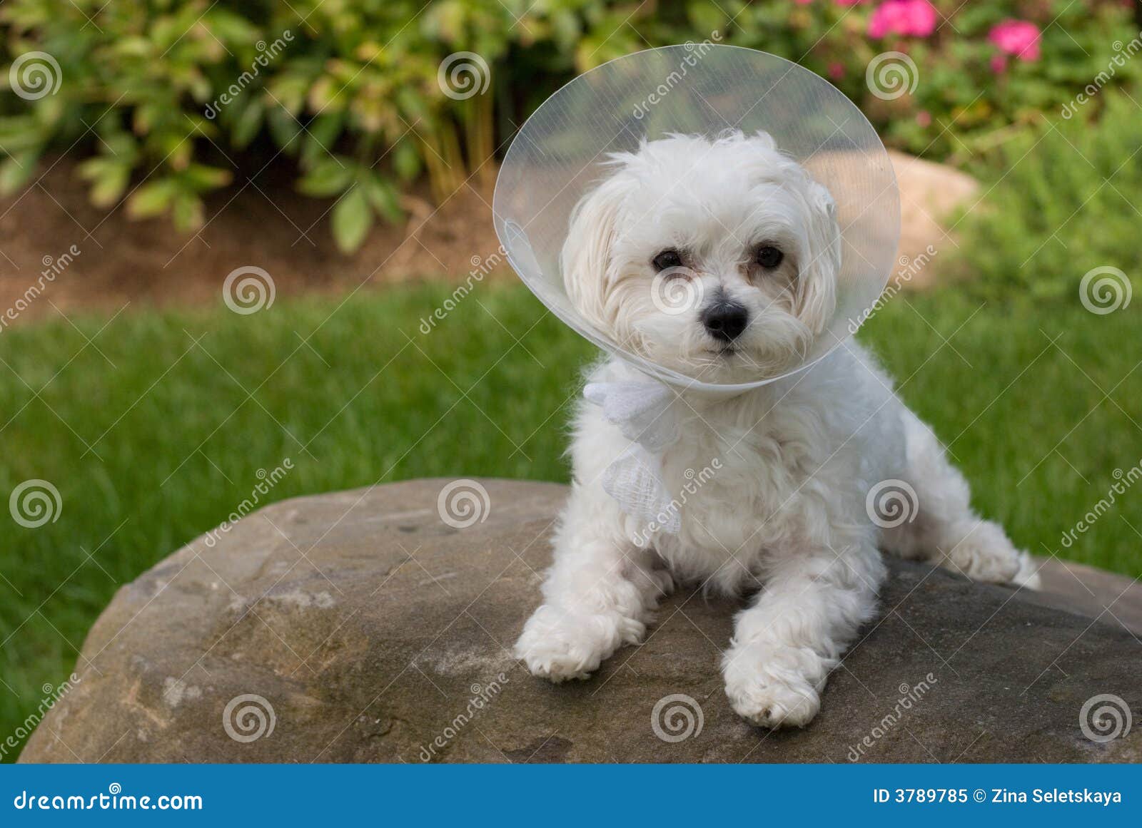 Puppy Got Sick Stock Image Image Of Pedigreed Animals 3789785 puppy-got-sick-stock-image-image-of-pedigreed-animals-3789785