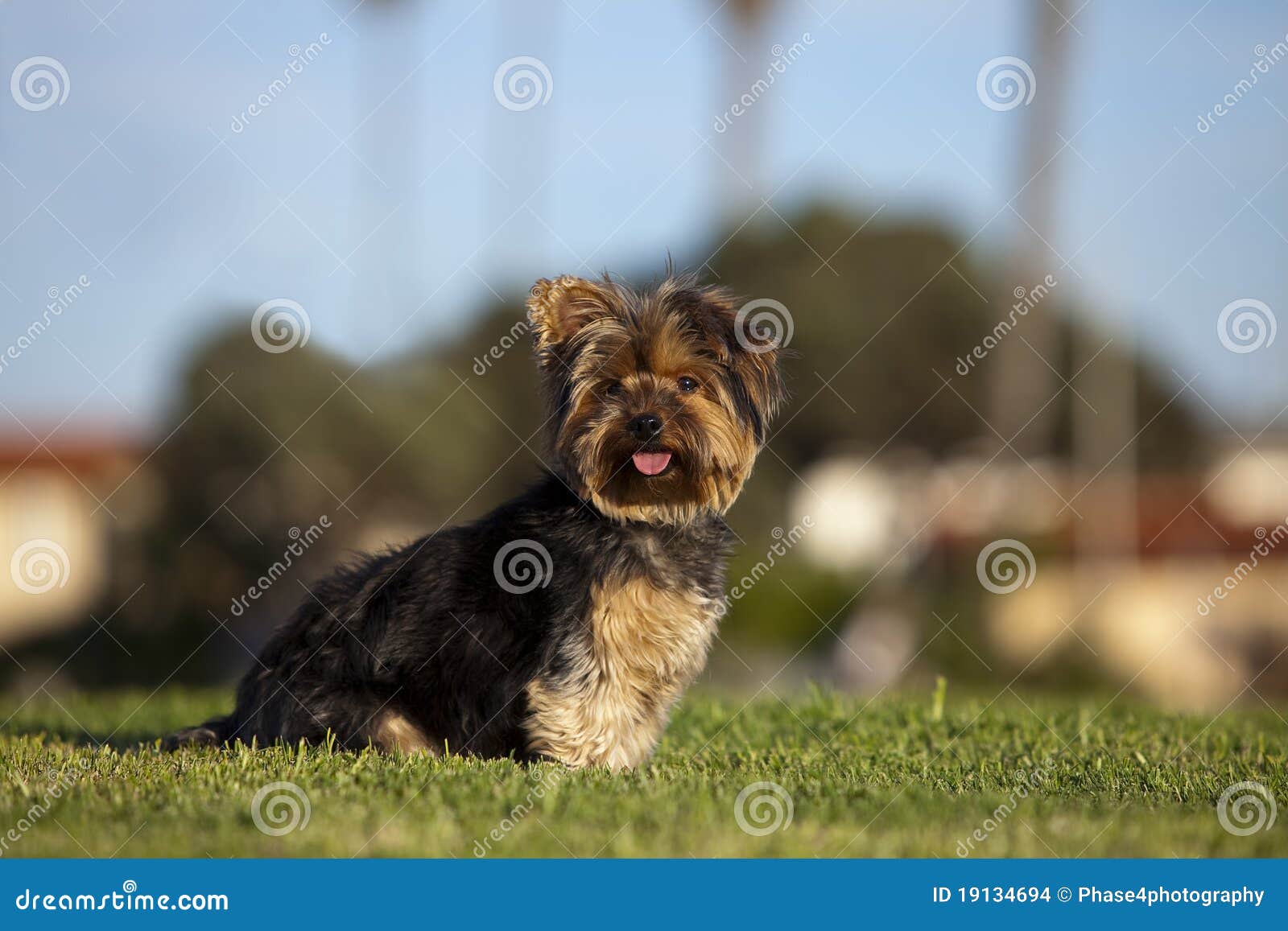 Puppy in grass stock photo. Image of summer, horizontal - 19134694