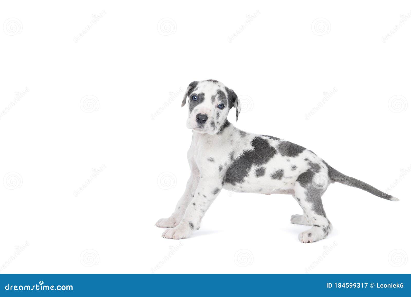 great dane with spots