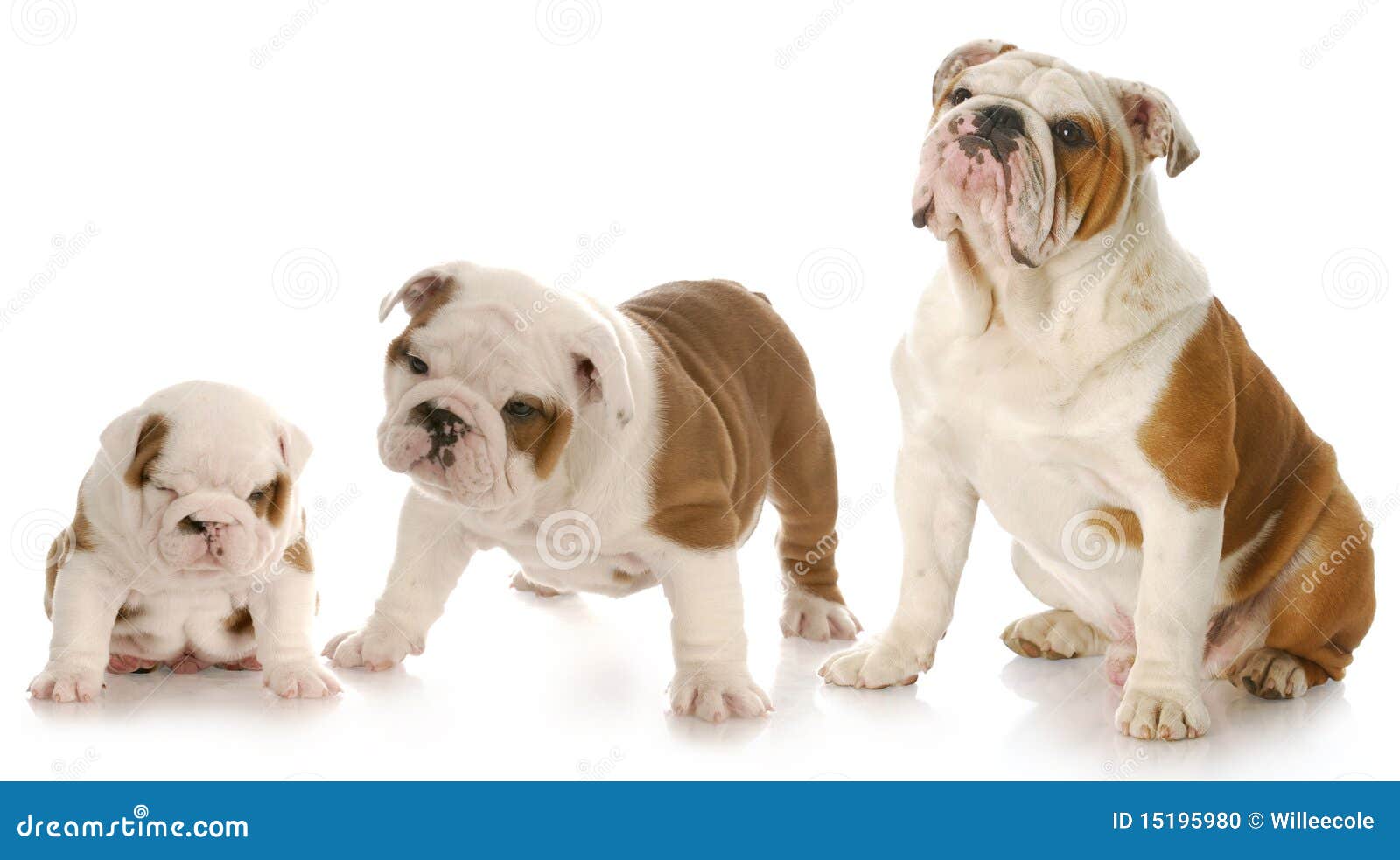 Puppy Growth Stock Photo - Image: 15195980