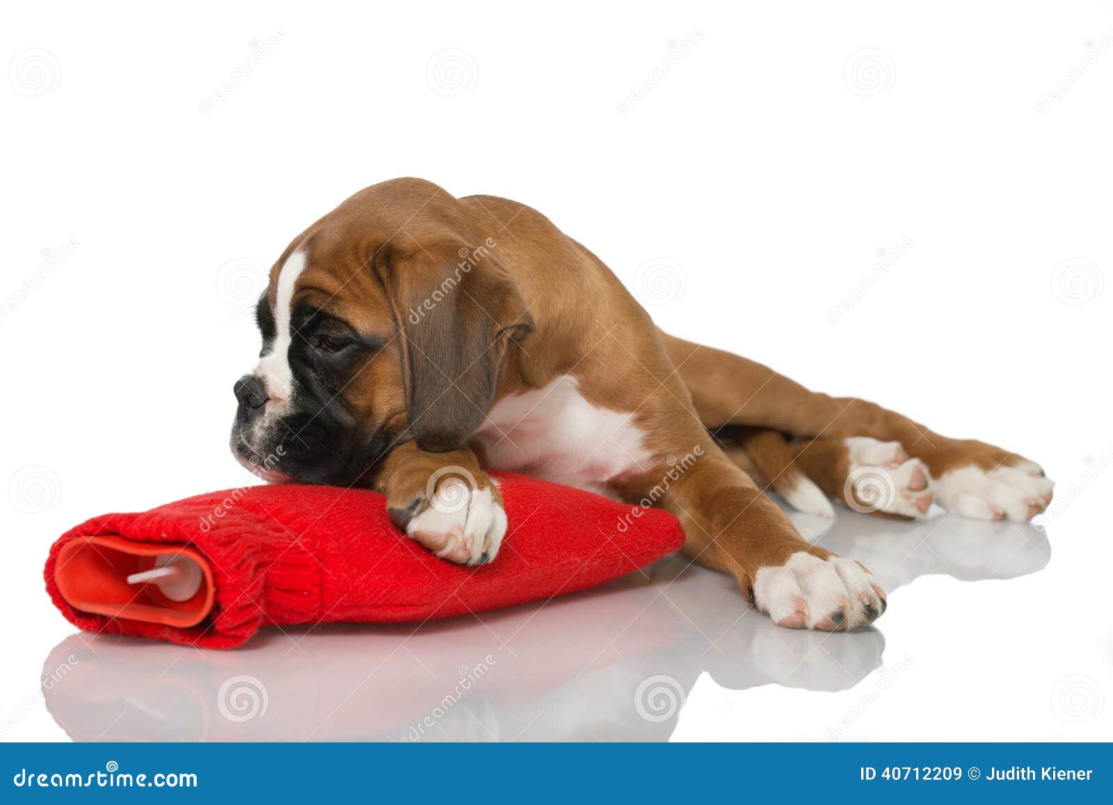 Puppy with Hot Water Bottle Stock Image Image of warm, water 40712209