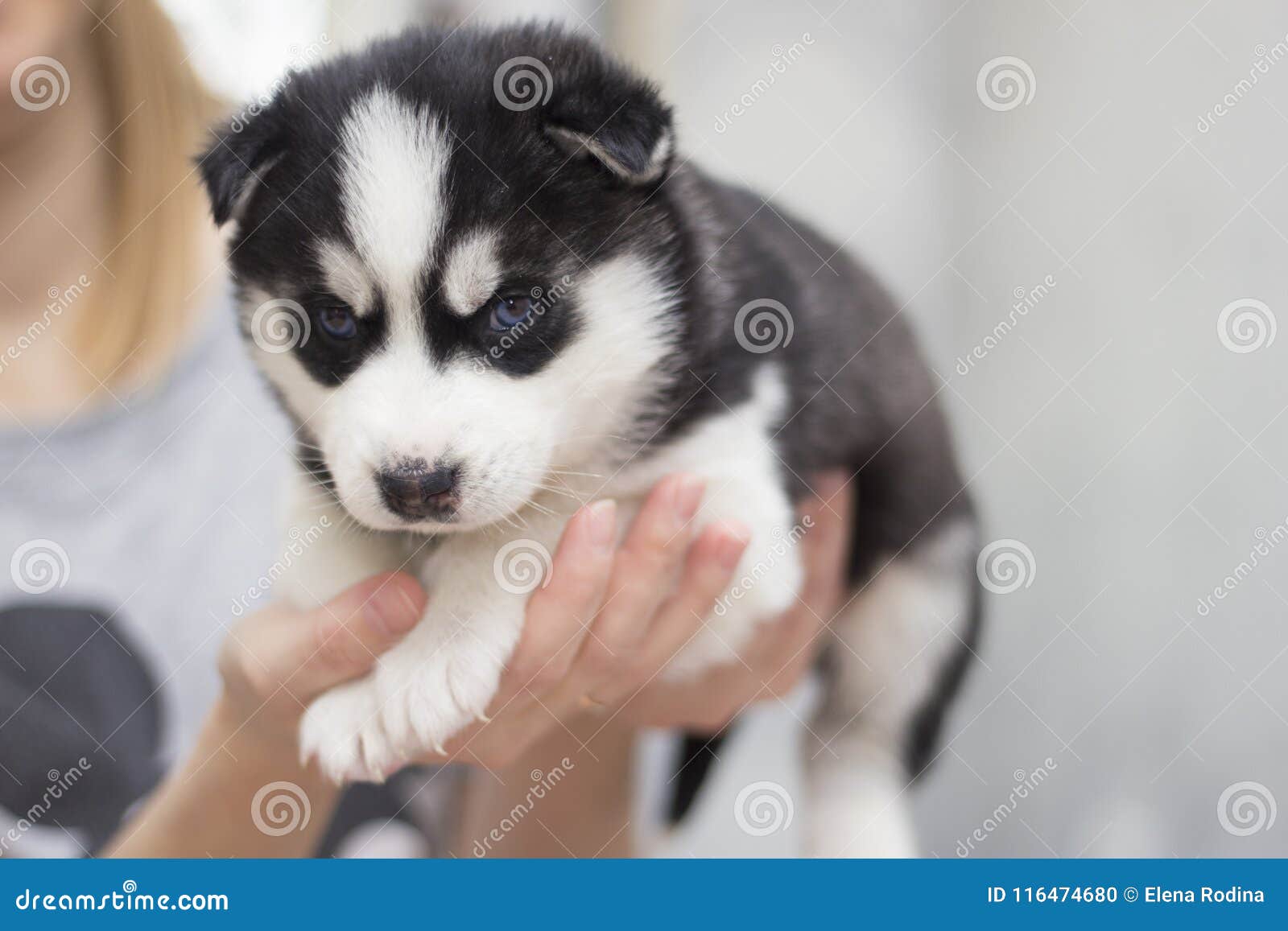 siberian husky small dogs