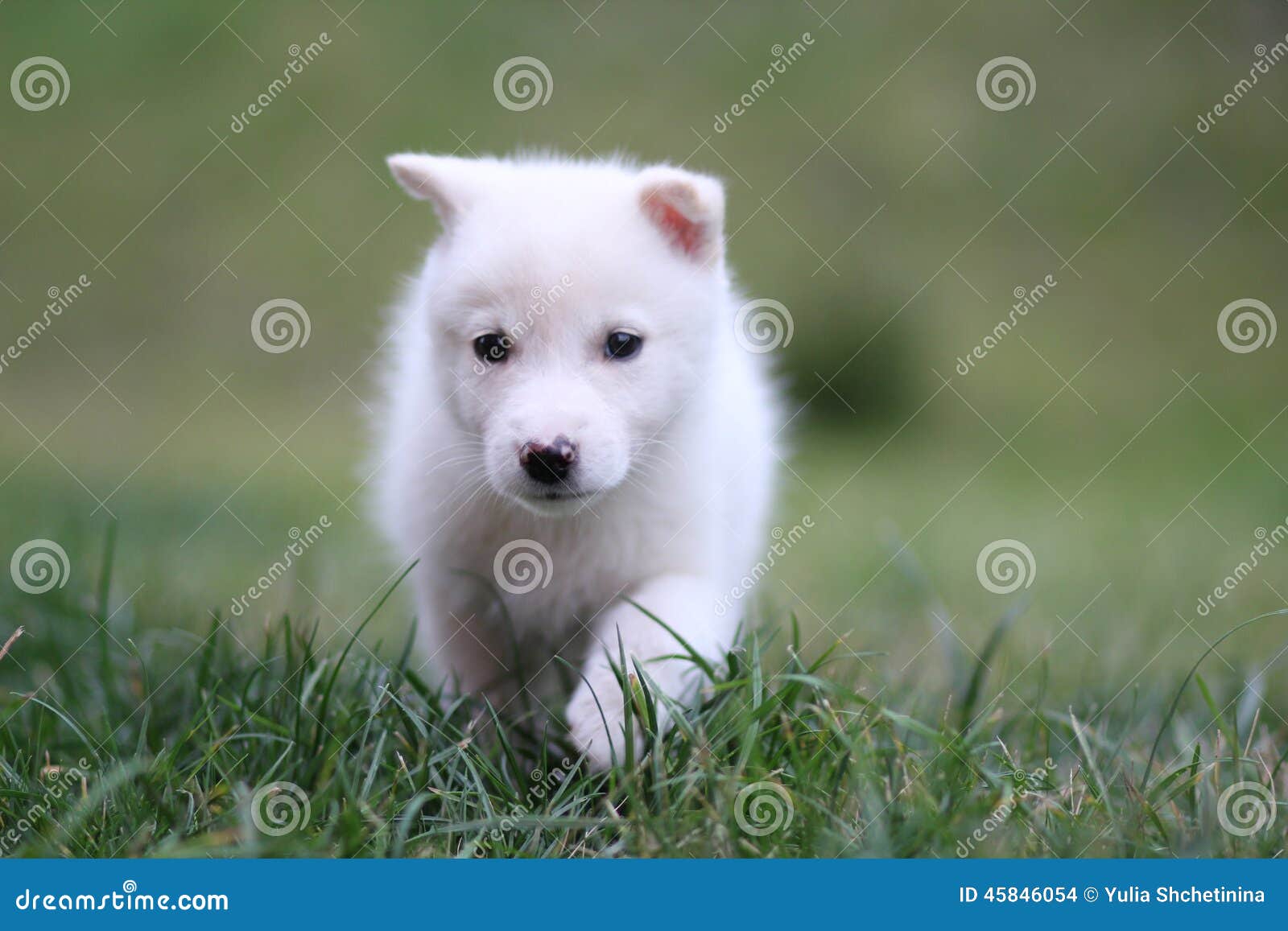 small dog white colour