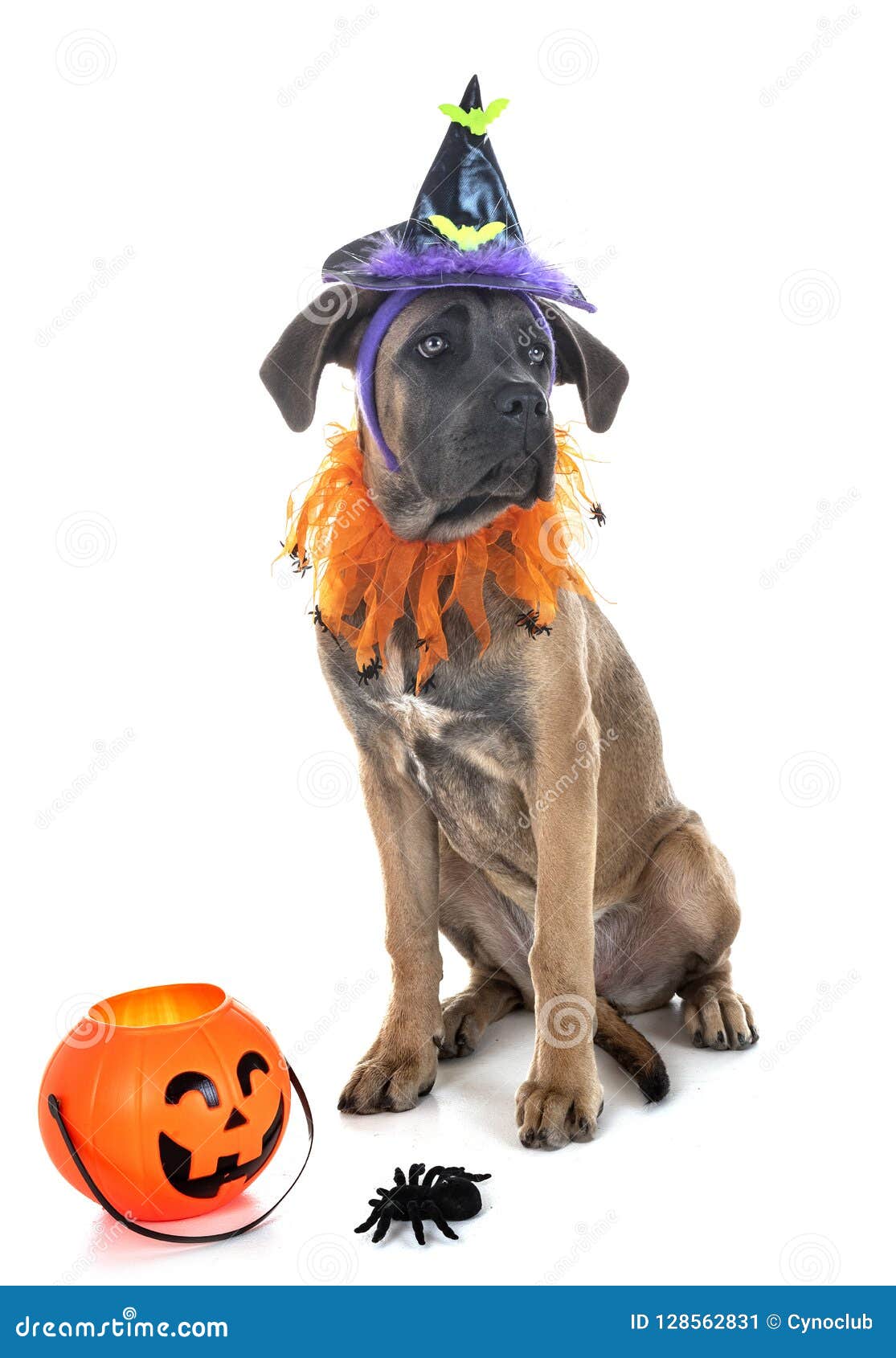 Puppy Italian Mastiff and Halloween Stock Image - Image of gray, studio ...