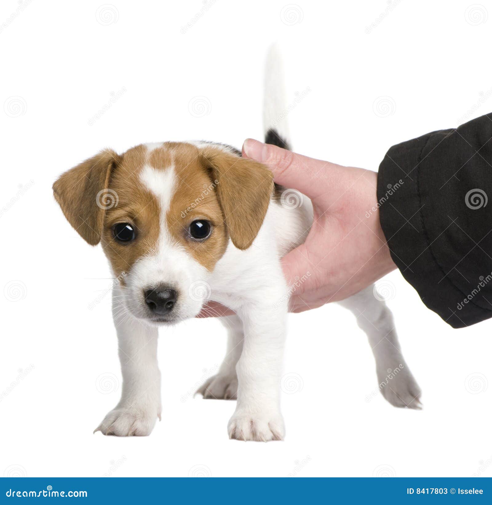 Puppy Jack Russell 7 Weeks Stock Image Image Of Studio