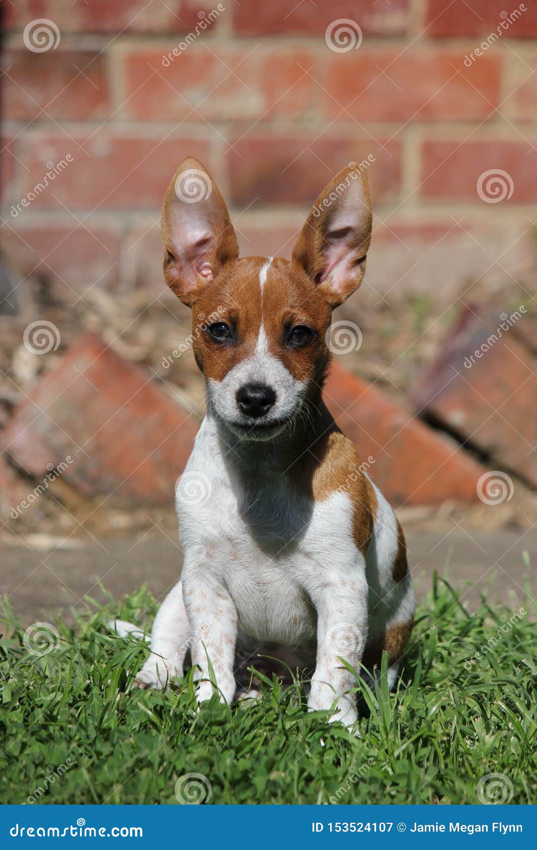 120 Jack Russell Terrier Big Ears Photos Free Royalty Free Stock Photos From Dreamstime