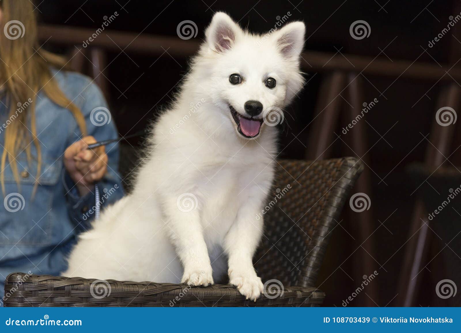 Puppy Of Japanese Spitz Stock Image Image Of Friend