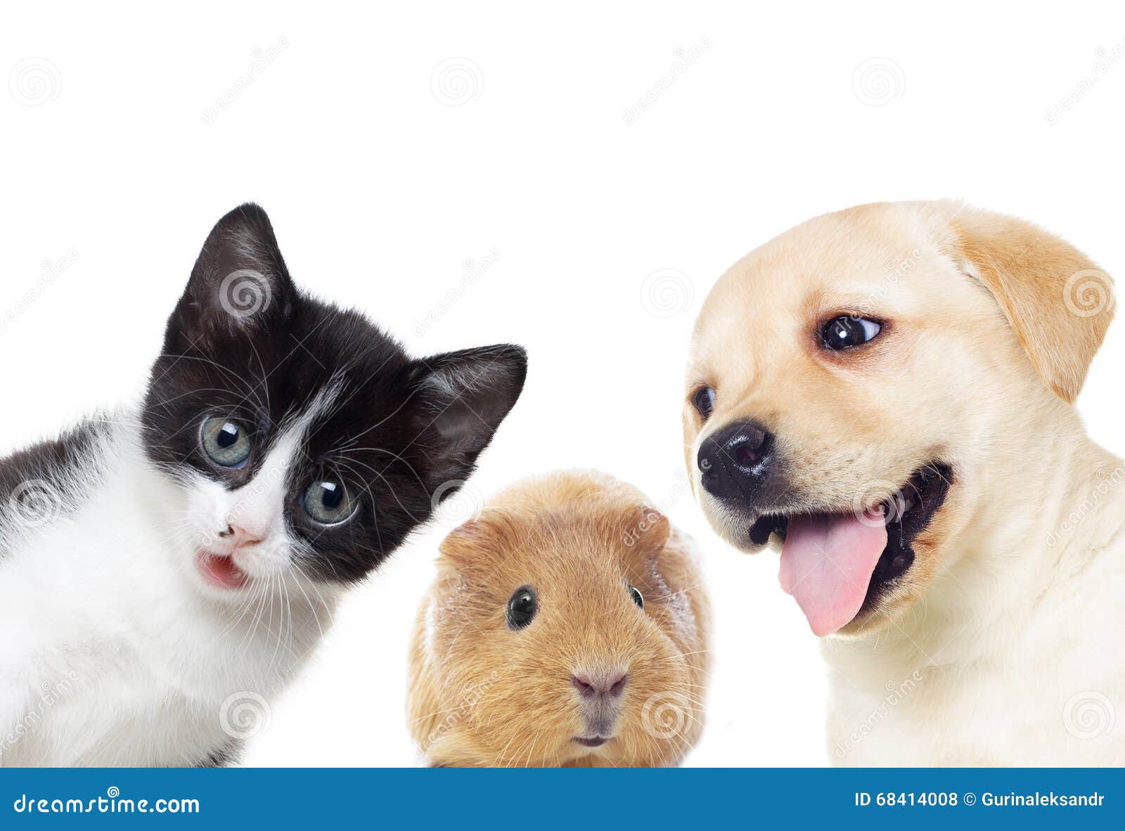 Puppy And Kitten And Guinea Pig Stock Photo Image of look