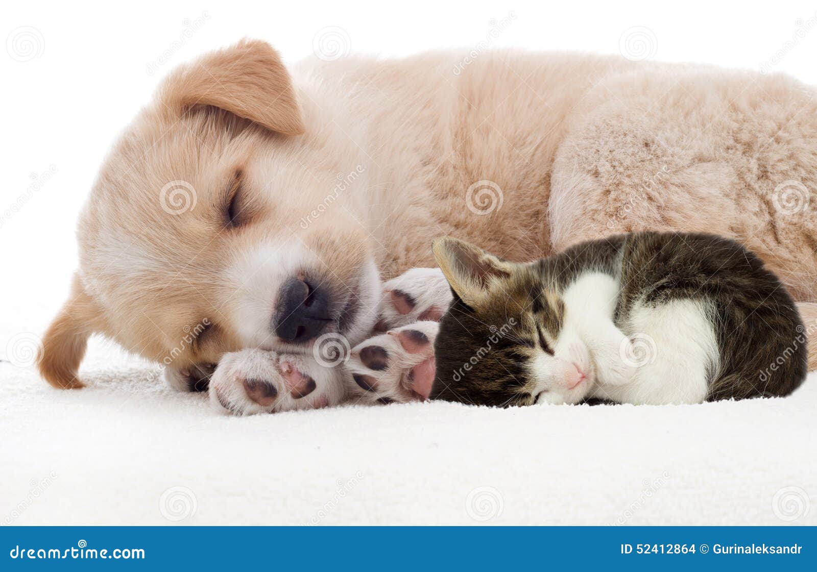 cute kittens and puppies sleeping together